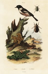 Brouci evropský, žluťásci a skarabeové. od Unbekannter Künstler