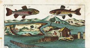 Pstruh obecný - rybolovná technika využívající umělé peřeje k lovu ryb - pstruh obecný, Salmo trutta trutta 98, siven americký, Salvelinus alpinus alpinus 99, a rybolovné metody využívající umělé peřeje na řece k lovu lososů do roštů a sítí. Ručně barvený  od Unbekannter Künstler
