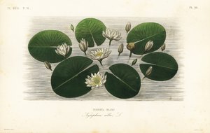 Evropský leknín bílý, Nymphaea alba, Nymphea blanc od Unbekannt