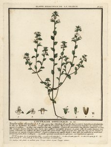 Světlice světlíková, Euphrasia rostkoviana. od Unbekannter Künstler