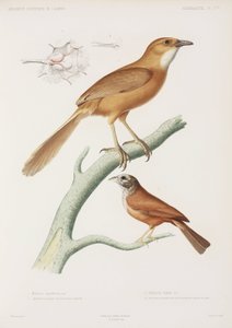 Fairywren a strnad domácí, Alžírsko od Unbekannter Künstler