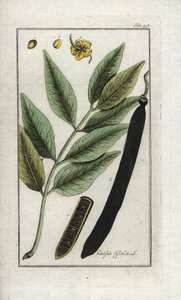 Falešná sena, falešný rohovník, zlatý déšť nebo canefier (Cassia fistula). Litografie z knihy "Afbeelding der Artseny-Gewassen" od Johannese Zorna (1739-1799), Nizozemsko. od Unbekannter Künstler
