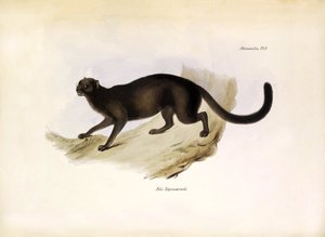 Felis Yagouarondi Jaguarondi neboli eyra nebo kočka vydra, americká kočkovitá šelma popsaná Charlesem Darwinem během jeho expedice na palubě lodi Beagle. Deska z knihy "The zoology of the voyage of H.M.S. Beagle. described by John Gould, with notice of the od Unbekannter Künstler