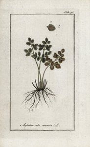 Kapradina doradilla stěn nebo asplenia ulice stěn (Asplenium ruta muraria). Litografie z knihy "Afbeelding der Artseny-Gewassen" od Johannese Zorna (1739-1799), Nizozemsko. od Unbekannter Künstler
