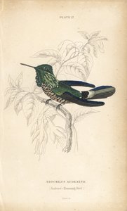 Slavnostní koketa, Lophornis chalybeus (kolibřík Audenetův, Trochilus audenetii). Ručně kolorovaná ocelorytina Williama Lizarse z Přírodovědné knihovny sira Williama Jardina: Lizars: Ornithology: Hummingbirds, Edinburgh, W.H. Lizars od Unbekannter Künstler