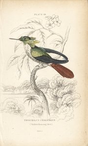 Slavnostní koketa, Lophornis chalybeus (kolibřík Vieillotův, Trochilus chalybeus). Ručně kolorovaná ocelorytina Williama Lizarse z Přírodovědné knihovny sira Williama Jardina: Lizars: Ornithology: Hummingbirds, Edinburgh, W.H. Lizars od Unbekannter Künstler