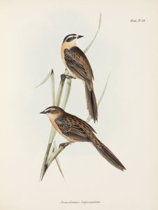 Finches, c 1832-1836 od Unbekannter Künstler