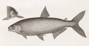 Ryby: Le Characin od Unbekannt