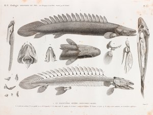 Ryby: Le Polyptere Bichir, anatomie od Unbekannt