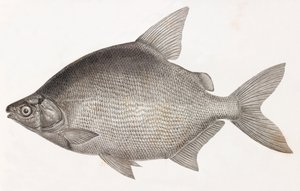 Ryby: Le Serrasalme Citharine od Unbekannt