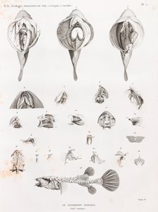 Ryby: Tetrodon, anatomie od Unbekannt