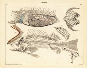 Anatomie ryb zobrazující kostru, žábry atd., 1841 (litografie) od Unbekannter Künstler