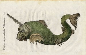 Rybí pila (Pristis) v "Ulyssis Aldrouandi... De piscibus libri V et de cetis lib. vnus/Ioannes Cornelius Vteruerius... collegit; Marc. Antonius Bernia in lucem restituit... ", se zabývá přírodopisem Ulisse Aldrovandiho (1522-1605). Bologna od Unbekannter Künstler