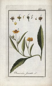 Plamének plaménkový (Ranunculus flammula). Litografie z knihy "Afbeelding der Artseny-Gewassen" od Johannese Zorna (1739-1799), Nizozemsko. od Unbekannter Künstler