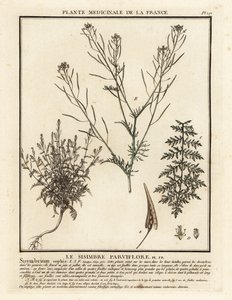 Flixweed, Descurainia sophia. od Unbekannter Künstler