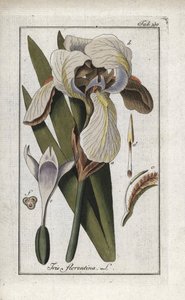 Kosatec florentský (Iris florentina). Litografie z knihy "Afbeelding der Artseny-Gewassen" od Johannese Zorna (1739-1799), Nizozemsko. od Unbekannter Künstler