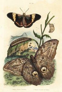 Motýl lesní obrovská sova, Caligo eurilochus 1 a motýl Brassolis sophorae, kukla a housenka 2 od Unbekannt