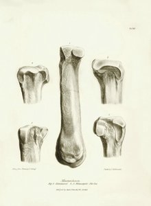 Fosilní kosti (metatarse a metakarp) zmizelého prehistorického živočicha Macrauchenia, kterého popsal Charles Darwin během své expedice na palubě lodi Beagle. Deska z knihy "The Zoology of the voyage of the H.M.S. Beagle under the command of Captain Fitzro od Unbekannter Künstler