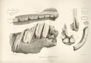 Fragment čelisti a zubů pravěkého zvířete Toxodon, které nalezl Charles Darwin poblíž Montevidea v Uruguayi během své výzkumné cesty na palubě lodi Beagle. Zoologie plavby lodi H.M.S. Beagle pod velením kapitána Fitzroye v letech od Unbekannter Künstler