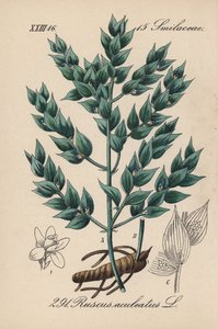 Fragon False Holly nebo Malý Holly - Řezník košťál, Ruscus aculeatus. Ručně kolorovaná litografie z knihy Diedericha von Schlechtendala Německá flóra (Flora von Deutschland), Jena. od Unbekannter Künstler