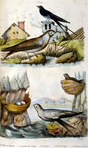 Francouzština. Barevná ilustrace datovaná kolem roku 1884. zobrazující říční a pobřežní ptáky. od Unbekannter Künstler