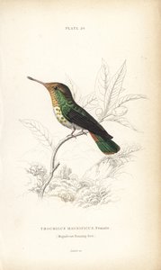 Kuklík, Lophornis magnificus, samice (Kolibřík velkolepý, Trochilus magnificus). Ručně kolorovaná ocelorytina Williama Lizarse z Naturalist