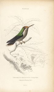 Koketa vroubená, Lophornis magnificus, mladý samec (Kolibřík velkolepý, Trochilus magnificus). Ručně kolorovaná ocelorytina Williama Lizarse z Naturalist