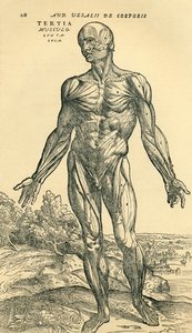 Přední strana mužského lidského těla, anatomická studie původně publikovaná v De Humani Corporis Fabrica Libri Septem (o látce lidského těla v sedmi knihách) od Andrease Vesaliuse, publikovaná v Basileji od Unknown