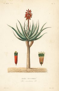 Fynbos aloe, Aloe succotrina, Aloe succotrina od Unbekannt