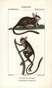 Galago du Senegal a tarsier de Daubenton - Eau forte od Jeana Gabriela Pretreho (1780-1845), vyryl Carnonkel, pro slovník přírodních věd: savci od Frederica Cuviera, upravil Pierre Jean Francois Turpin (1775-1840), vydal F.G.Levrau od Unbekannter Künstler