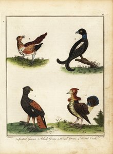 Pernatá zvěř: tetřev tetřev, tetřívek obecný, tetřev lesní, vřesoviště coc 1792 (rytina) od Unbekannter Künstler