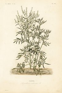 Řeřicha zahradní, hořčice a řeřicha nebo peprník, Lepidium sativum, Nasitor od Unbekannt