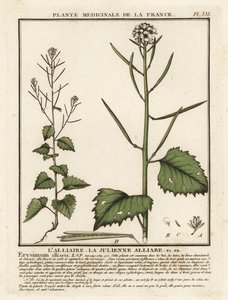 Česneková hořčice, Alliaria petiolata. od Unbekannter Künstler