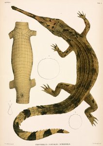 Gharial, Indonésie od Unbekannter Künstler