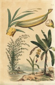 Obří rostlina bambusu trnitého, Bambusa bambos (Bambos arundinacea) a banánovník s ovocem a průřezem, Musa paradisiaca od Unbekannt