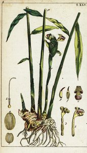Zázvor rostlina a kořen, Zingiber officinale. od Unbekannter Künstler
