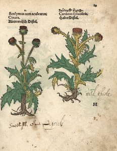 Artyčok obecný, Cynara cardunculus var. scolymus, a bodlák lesní, Carduus sylvestris. Ručně kolorovaná dřevorytová botanická ilustrace z knihy Adama Lonicera Krauterbuch, neboli Bylinářství, Frankfurt nad Mohanem. od Unbekannter Künstler