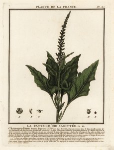 Dobrý-král-Henry, Chenopodium bonus-henricus. od Unbekannter Künstler