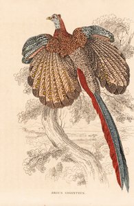 Bažant velký, Argusianus argus (Argus giganteus). Ručně kolorovaná litografie z Přírodovědné galerie Georga Friedricha Treitschkeho, Naturhistorischer Bildersaal des Thierreiches, Liepzig. od Unbekannter Künstler