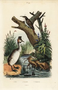 Potápka chocholatá, Podiceps cristatus 1, žába zelená, Pelophylax esculentus 2, a stromorožec obecný, Certhia familiaris 3 od Unbekannt
