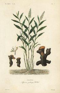 Galangal větší nebo galangal thajský, Alpinia galanga, Galanga od Unbekannt