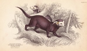 Zubr velký, Gallictis vittata. Ručně kolorovaná ocelorytina od Lizarse podle ilustrace Charlese Hamiltona Smithe z Naturalist