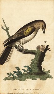 Větší honeyguide, indikátor indikátoru. ,1800 (rytina) od Unbekannter Künstler