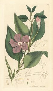 Vinca major (grande periwinkle) Ručně kolorovaná mědirytina podle kresby Jamese Sowerbyho pro knihu James Smith