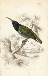 Slunéčko zelenohlavé (Dolní Guinea), Cyanomitra verticalis cyanocephala (slunéčko olivové, Cinnyris chloronotus). Ručně kolorovaná ocelorytina Williama Lizarse podle Williama Swainsona z Naturalist