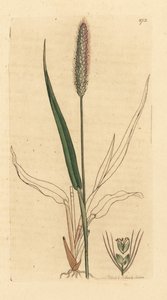 Zelený chvostoskok, Setaria viridis (Panicum viride) Ručně kolorovaná mědirytina podle kresby Jamese Sowerbyho pro knihu James Smith