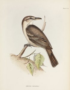 Šedobřichý tyran, c 1832-1836 od Unbekannt