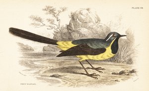 Konipas šedý, Motacilla cinerea. 1889 (rytina) od Unbekannter Künstler