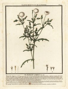 Svízel, Senecio vulgaris. od Unbekannter Künstler