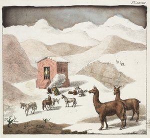 Guanacos, údolí jeskyní, pohoří And, Chile od Unbekannter Künstler